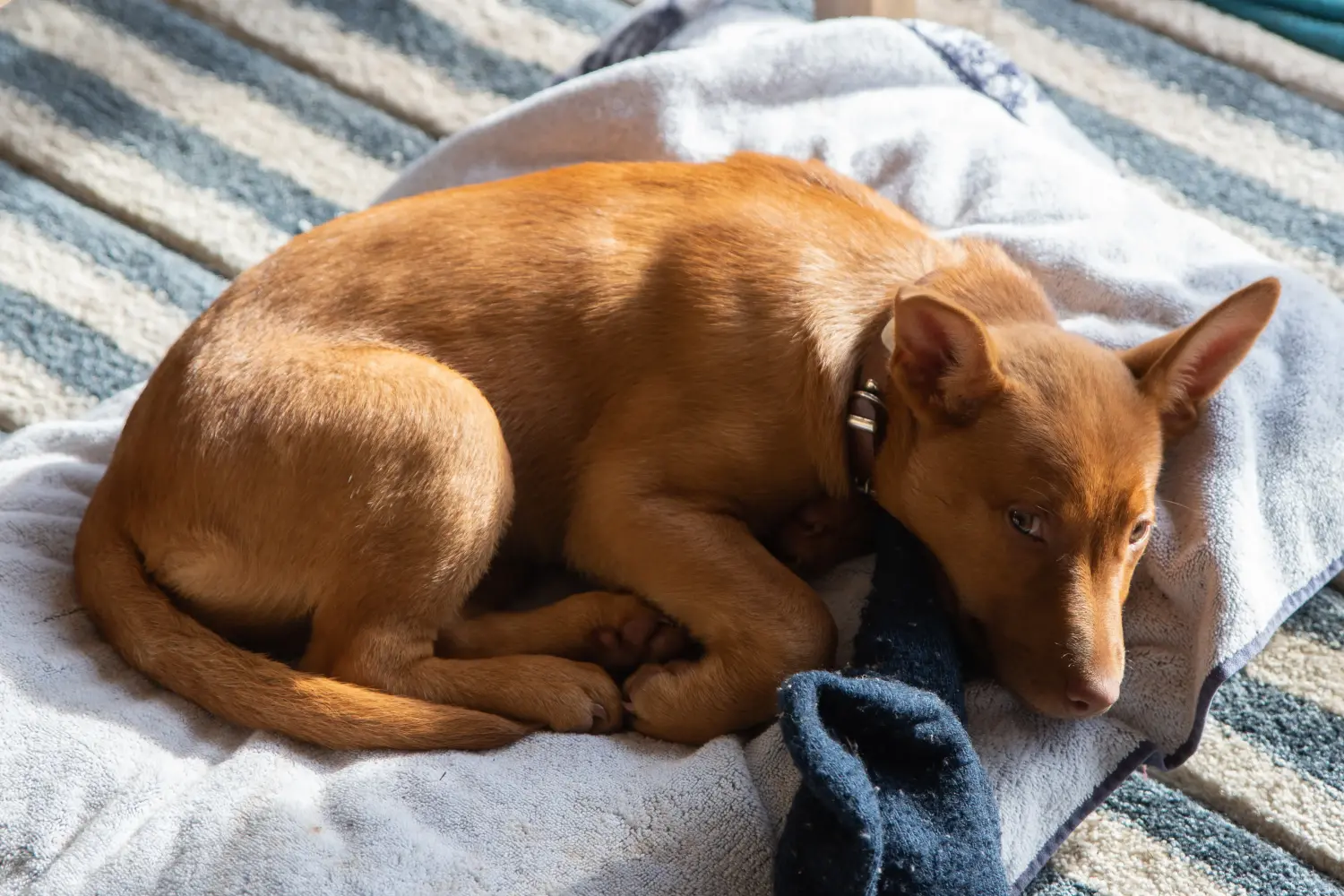 Buying an Australian Kelpie puppy means taking responsibility! Buy Australian Kelpie puppies.