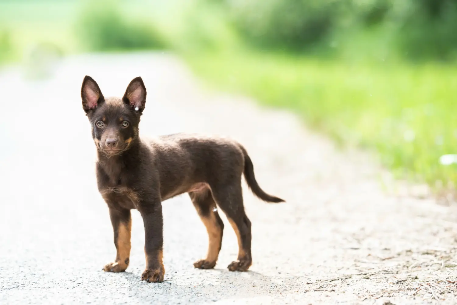 Buying an Australian Kelpie puppy means taking responsibility! Buy Australian Kelpie puppies.