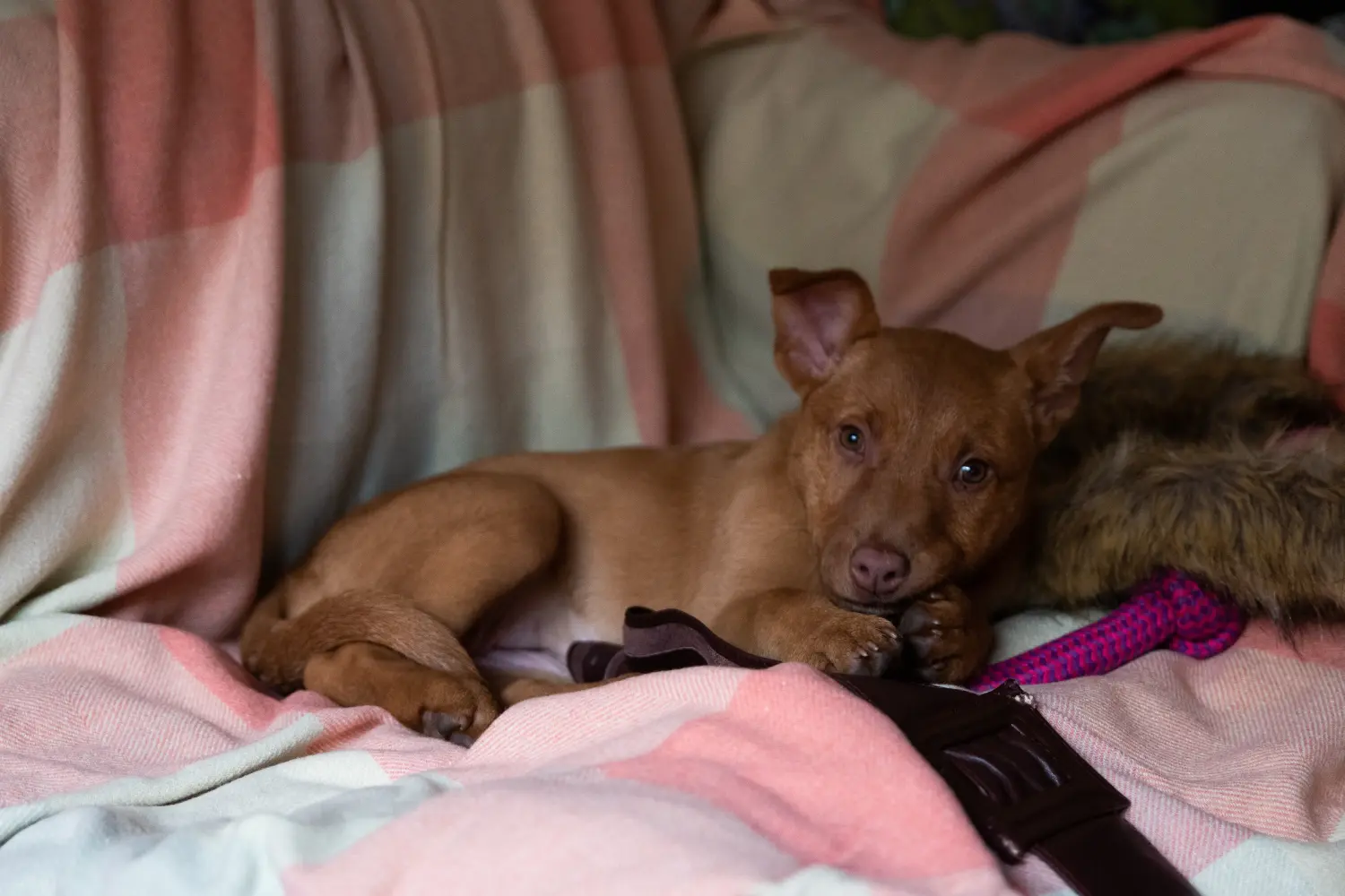 Buying an Australian Kelpie puppy means taking responsibility! Buy Australian Kelpie puppies.