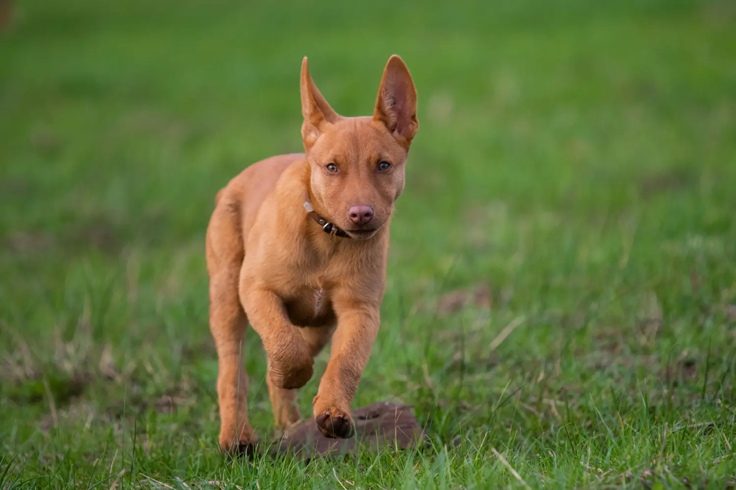 Buying an Australian Kelpie puppy means taking responsibility! Buy Australian Kelpie puppies.