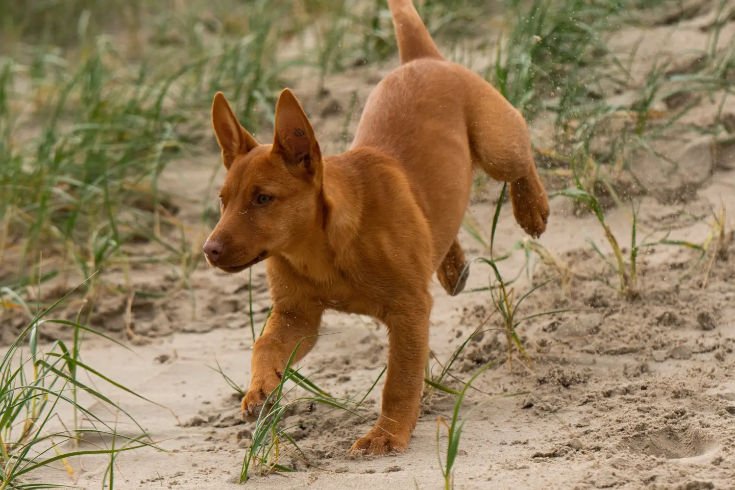 Buying an Australian Kelpie puppy means taking responsibility! Buy Australian Kelpie puppies.