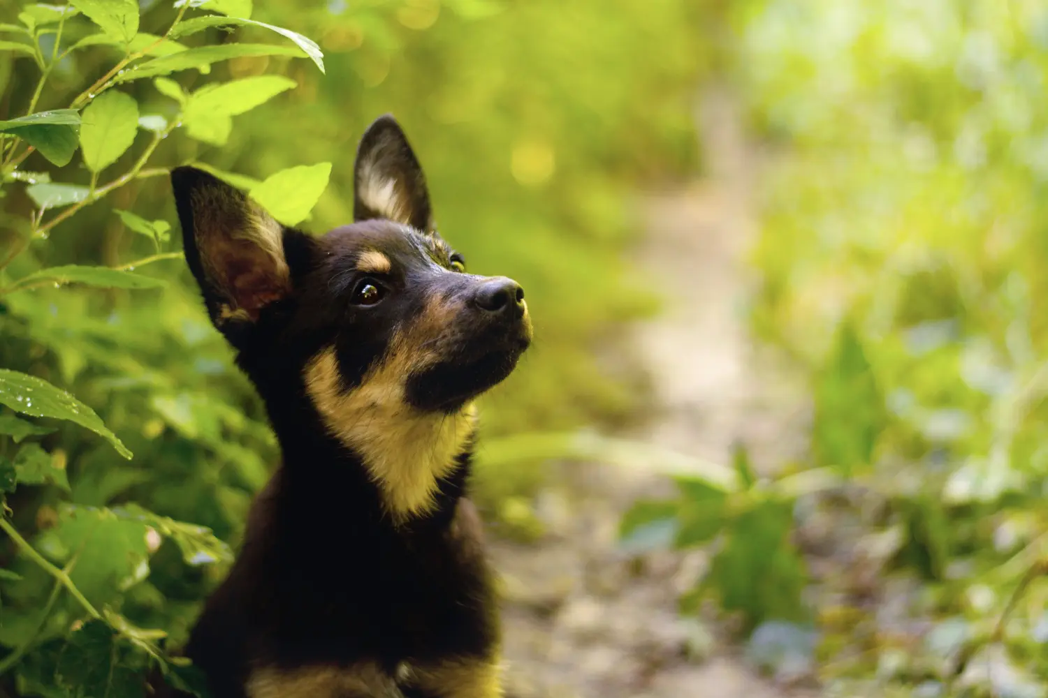 Buying an Australian Kelpie puppy means taking responsibility! Buy Australian Kelpie puppies.