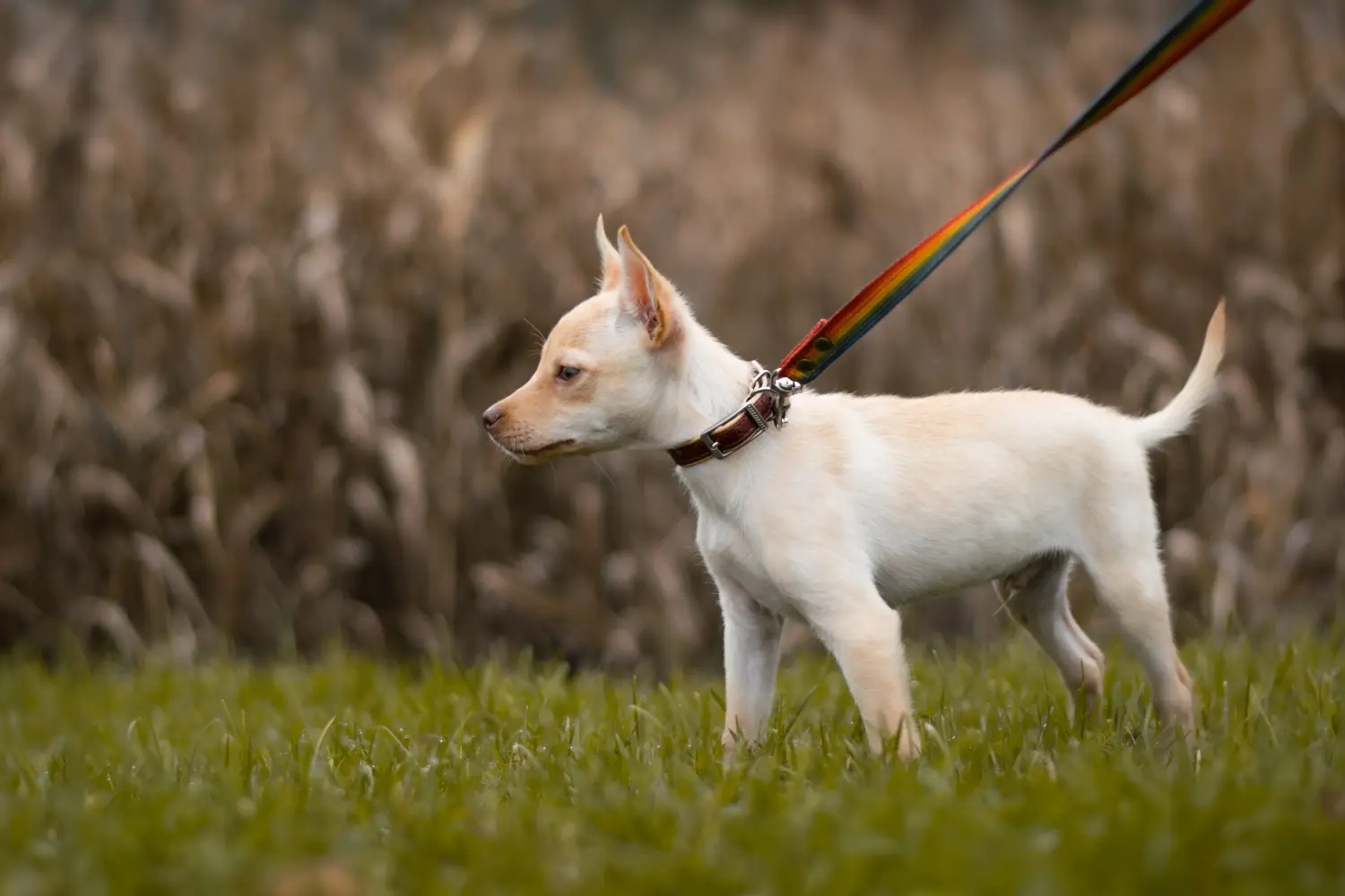 Buying an Australian Kelpie puppy means taking responsibility! Buy Australian Kelpie puppies.