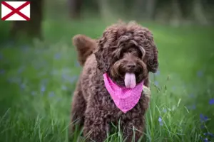 Read more about the article Australian Labradoodle breeders and puppies in Alabama