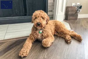 Read more about the article Australian Labradoodle breeders and puppies in Alaska