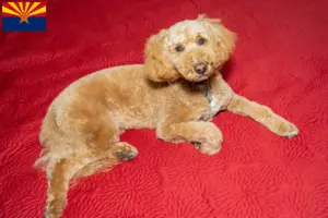 Read more about the article Australian Labradoodle breeders and puppies in Arizona