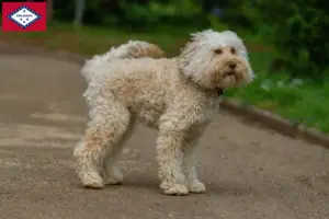 Read more about the article Australian Labradoodle breeders and puppies in Arkansas