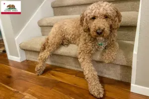 Read more about the article Australian Labradoodle breeders and puppies in California