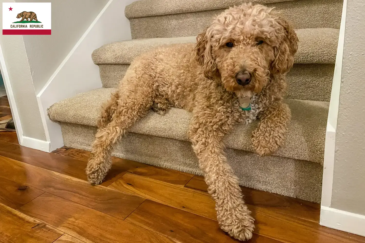 Australian Labradoodle puppies and breeder California Find Australian Labradoodles breeders in California here.