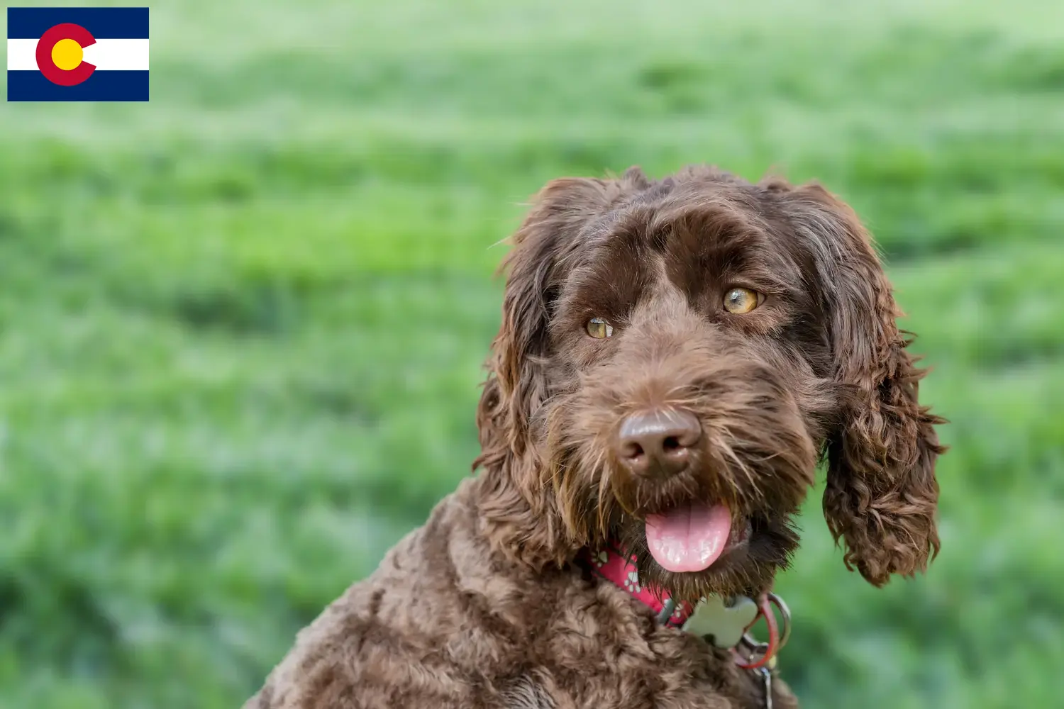 Australian Labradoodle puppies and breeders Colorado Find Australian Labradoodles breeders in Colorado.