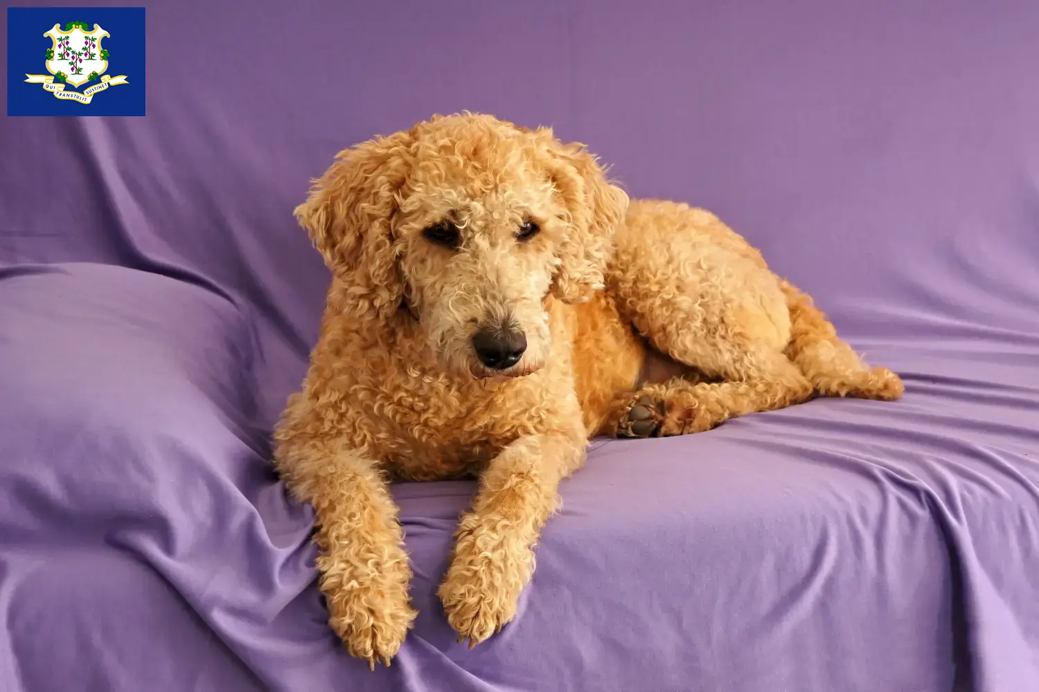 Australian Labradoodle puppies and breeders Connecticut Find Australian Labradoodles breeders in Connecticut.