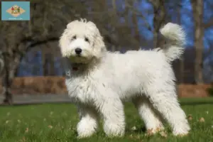 Read more about the article Australian Labradoodle breeders and puppies in Delaware
