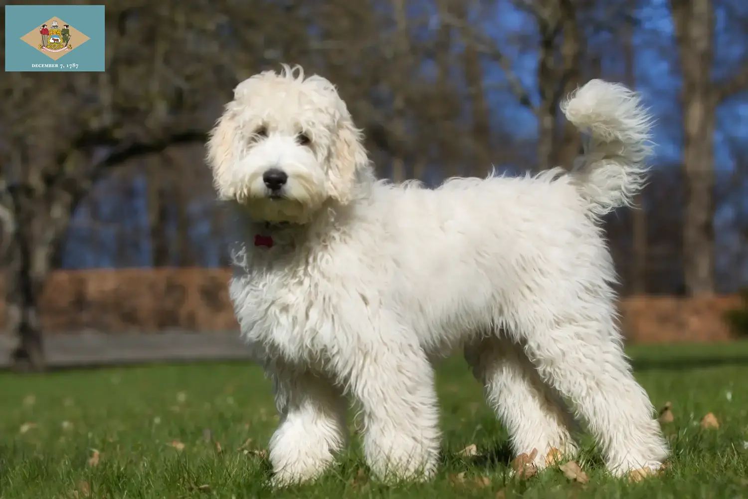 Australian Labradoodle puppies and breeders Delaware Find Australian Labradoodles breeders in Delaware here.