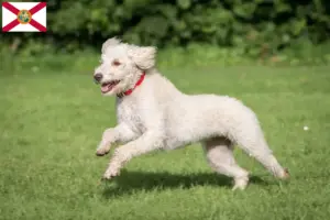 Read more about the article Australian Labradoodle breeders and puppies in Florida
