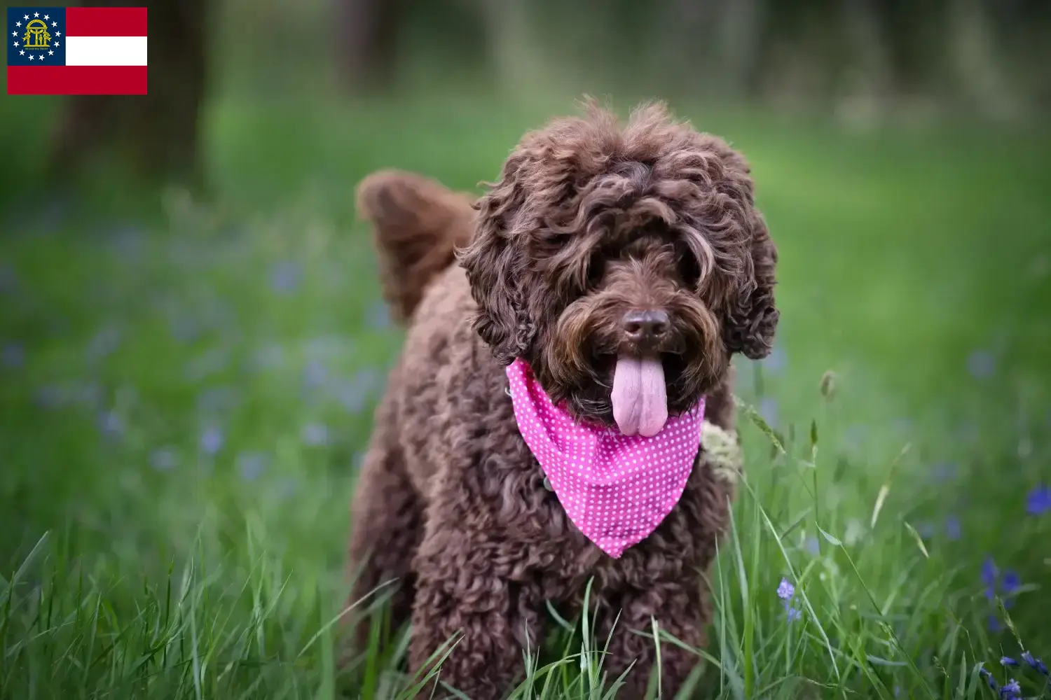 Australian Labradoodle puppies and breeder Georgia Find Australian Labradoodles breeders in Georgia.