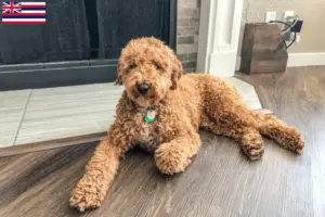 Read more about the article Australian Labradoodle breeders and puppies in Hawaii