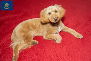 Read more about the article Australian Labradoodle breeders and puppies in Idaho