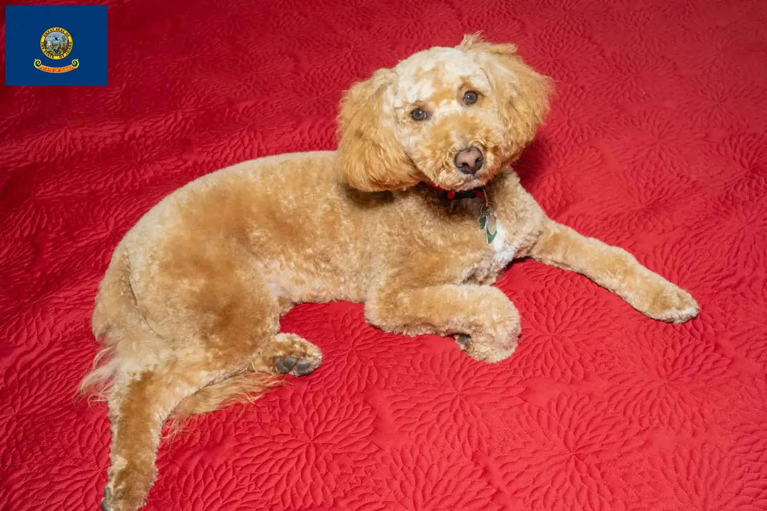 Australian Labradoodle puppies and breeders Idaho Find Australian Labradoodles breeders in Idaho.