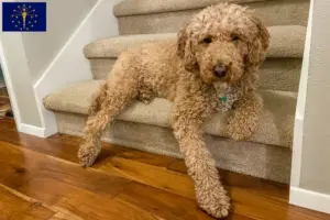Read more about the article Australian Labradoodle breeders and puppies in Indiana
