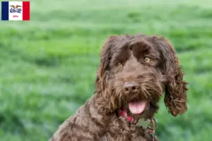 Read more about the article Australian Labradoodle breeders and puppies in Iowa