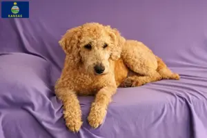 Read more about the article Australian Labradoodle breeders and puppies in Kansas