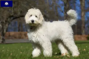 Read more about the article Australian Labradoodle breeders and puppies in Kentucky