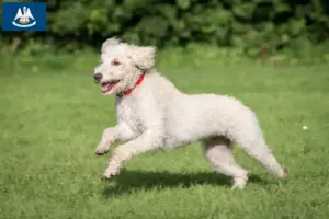 Read more about the article Australian Labradoodle breeders and puppies in Louisiana