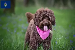 Read more about the article Australian Labradoodle breeders and puppies in Maine