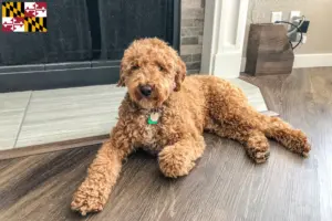 Read more about the article Australian Labradoodle breeders and puppies in Maryland