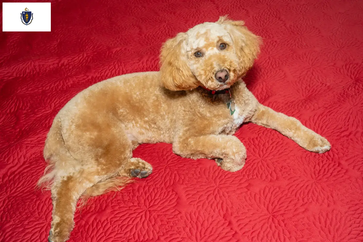 Australian Labradoodle puppies and breeders Massachusetts Find Australian Labradoodles breeders in Massachusetts.