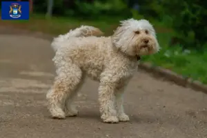 Read more about the article Australian Labradoodle breeders and puppies in Michigan