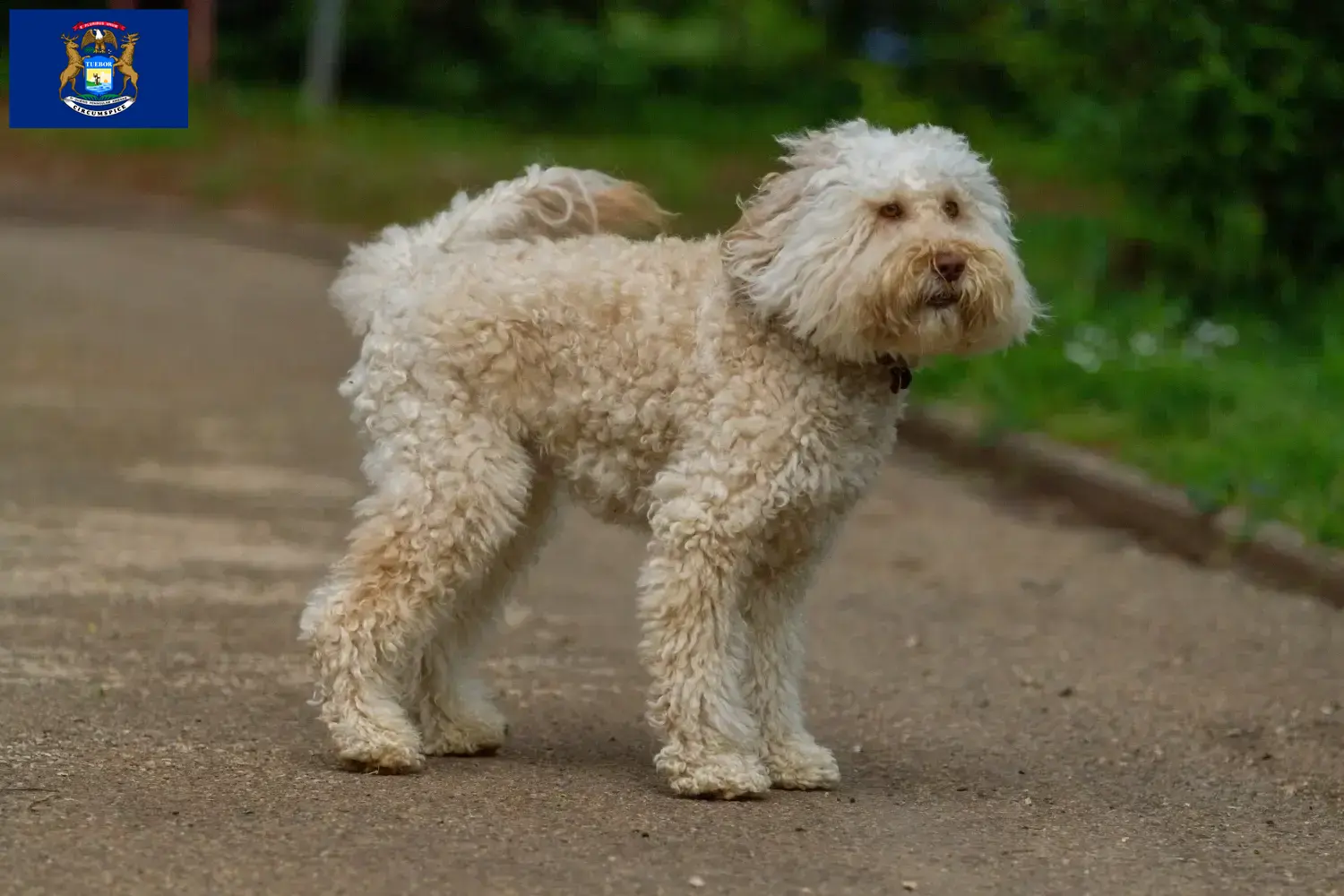 Australian Labradoodle puppies and breeders Michigan Find Australian Labradoodles breeders in Michigan.