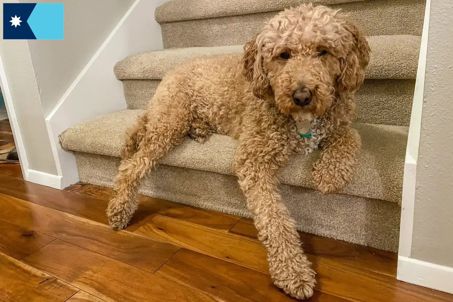Australian Labradoodle puppies and breeders Minnesota Find Australian Labradoodles breeders in Minnesota.