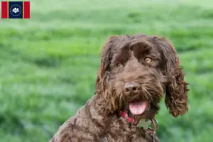 Read more about the article Australian Labradoodle breeders and puppies in Mississippi
