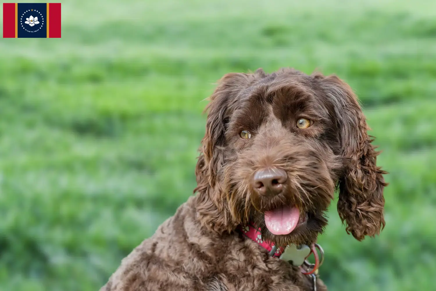 Australian Labradoodle puppies and breeders Mississippi Find Australian Labradoodles breeders in Mississippi here.