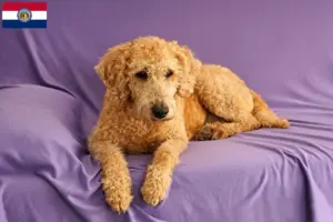 Read more about the article Australian Labradoodle breeders and puppies in Missouri