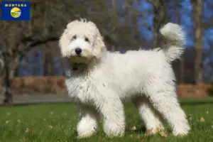 Read more about the article Australian Labradoodle breeders and puppies in Montana