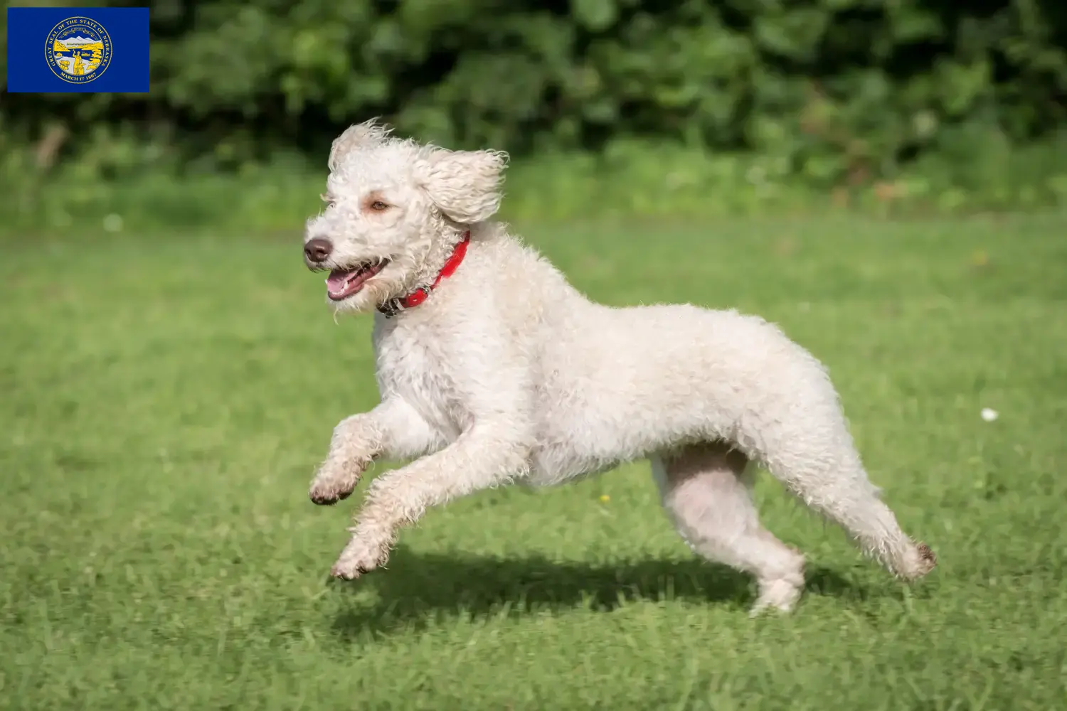 Australian Labradoodle puppies and breeders Nebraska Find Australian Labradoodles breeders in Nebraska.