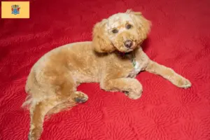 Read more about the article Australian Labradoodle breeders and puppies in New Jersey
