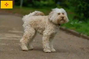 Read more about the article Australian Labradoodle breeders and puppies in New Mexico