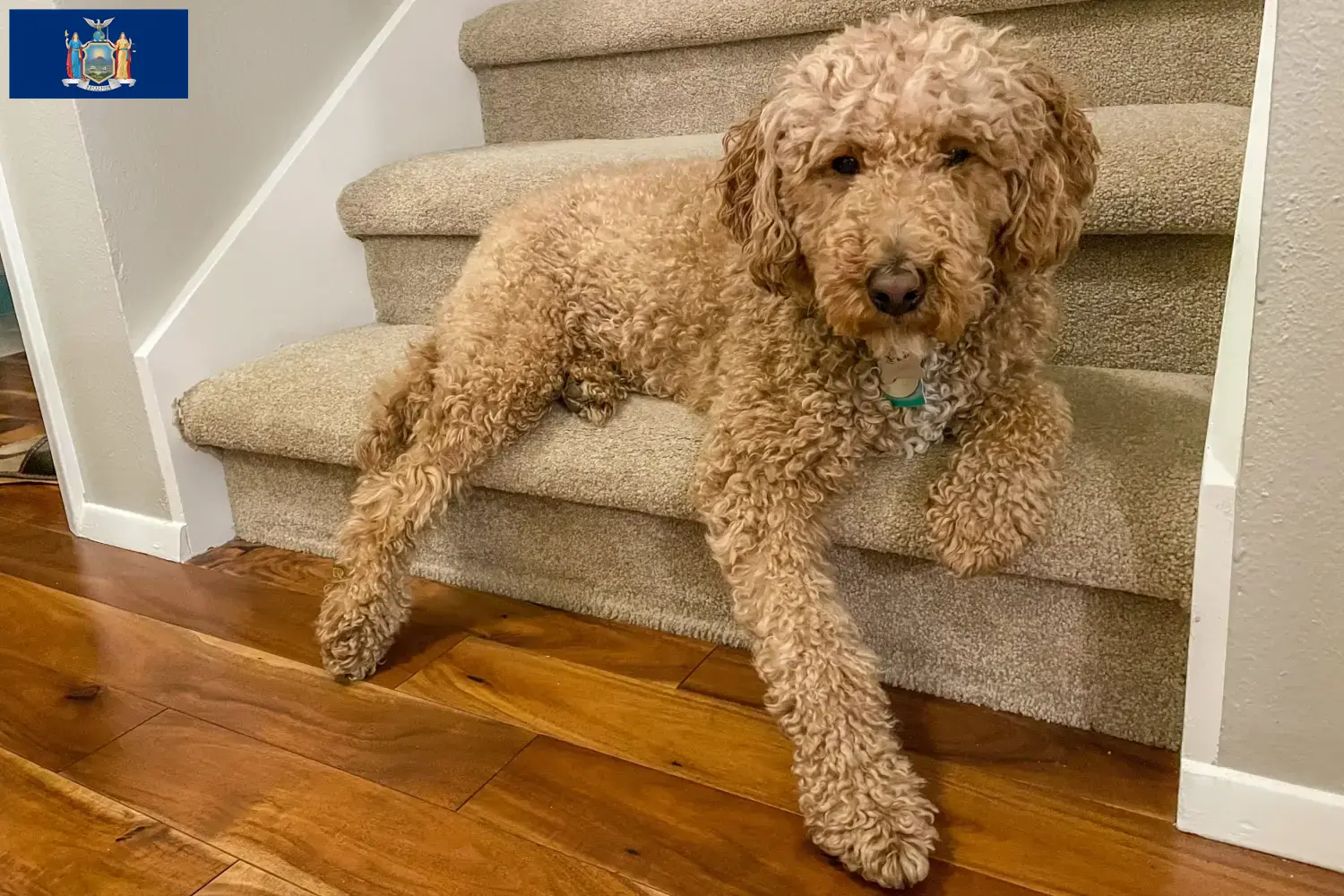 Australian Labradoodle puppies and breeders New York Find Australian Labradoodles breeders in New York here.
