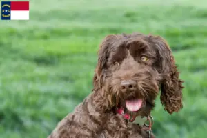 Read more about the article Australian Labradoodle breeders and puppies in North Carolina
