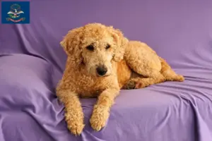 Read more about the article Australian Labradoodle breeders and puppies in North Dakota