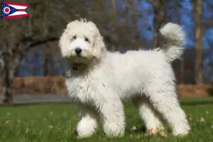 Read more about the article Australian Labradoodle breeders and puppies in Ohio