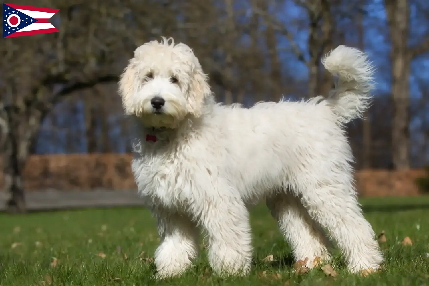 Australian Labradoodle puppies and breeders Ohio Find Australian Labradoodles breeders in Ohio.