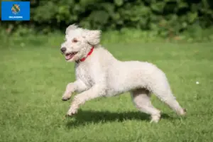 Read more about the article Australian Labradoodle breeders and puppies in Oklahoma