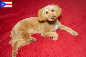 Read more about the article Australian Labradoodle breeders and puppies in Puerto Rico