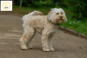 Read more about the article Australian Labradoodle breeders and puppies in Rhode Island