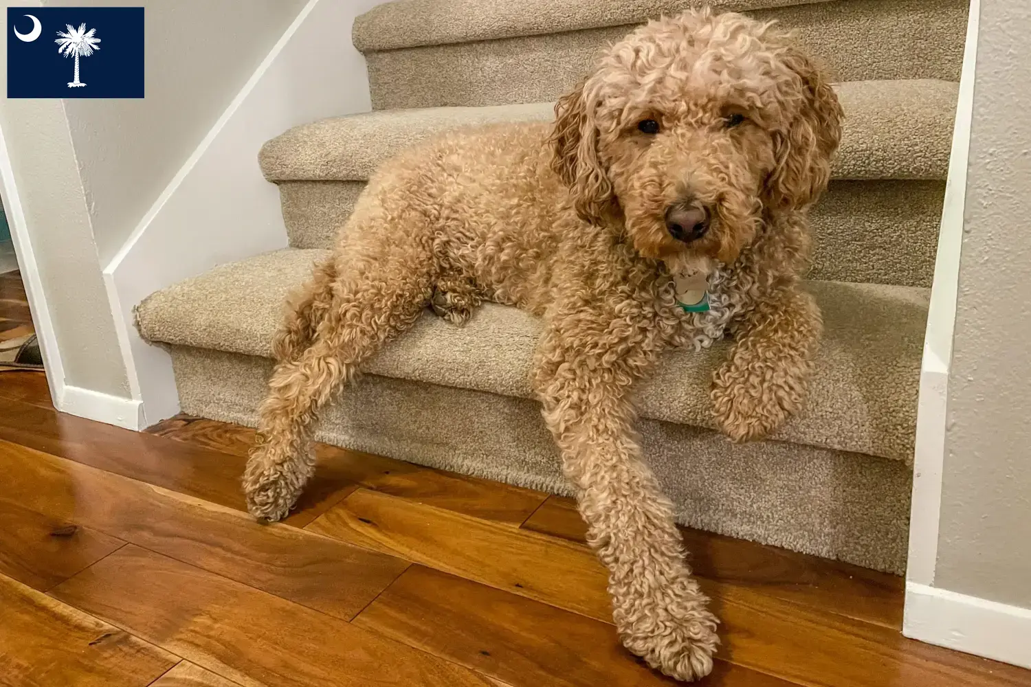 Australian Labradoodle puppies and breeders South Carolina Find Australian Labradoodles breeders in South Carolina.