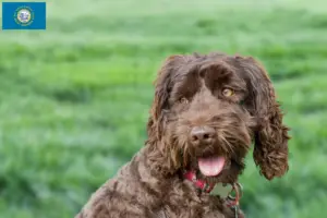 Read more about the article Australian Labradoodle breeders and puppies in South Dakota